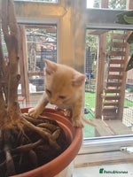 Mixed Breed cats - Advert 14