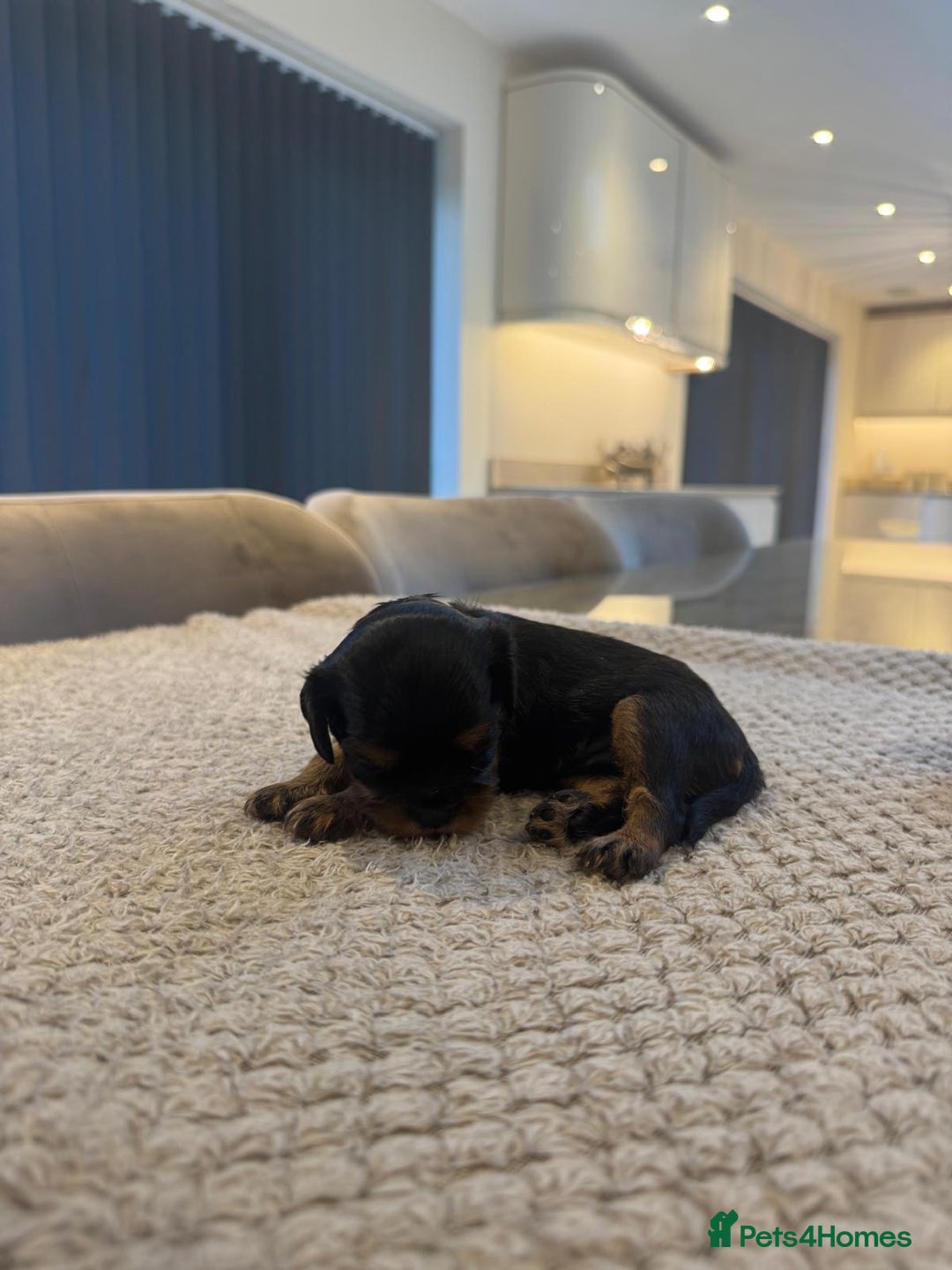 Cavalier King Charles Spaniel dogs for sale: 🐶5 generation kc registered tiny cavalier🐶 - Image 10