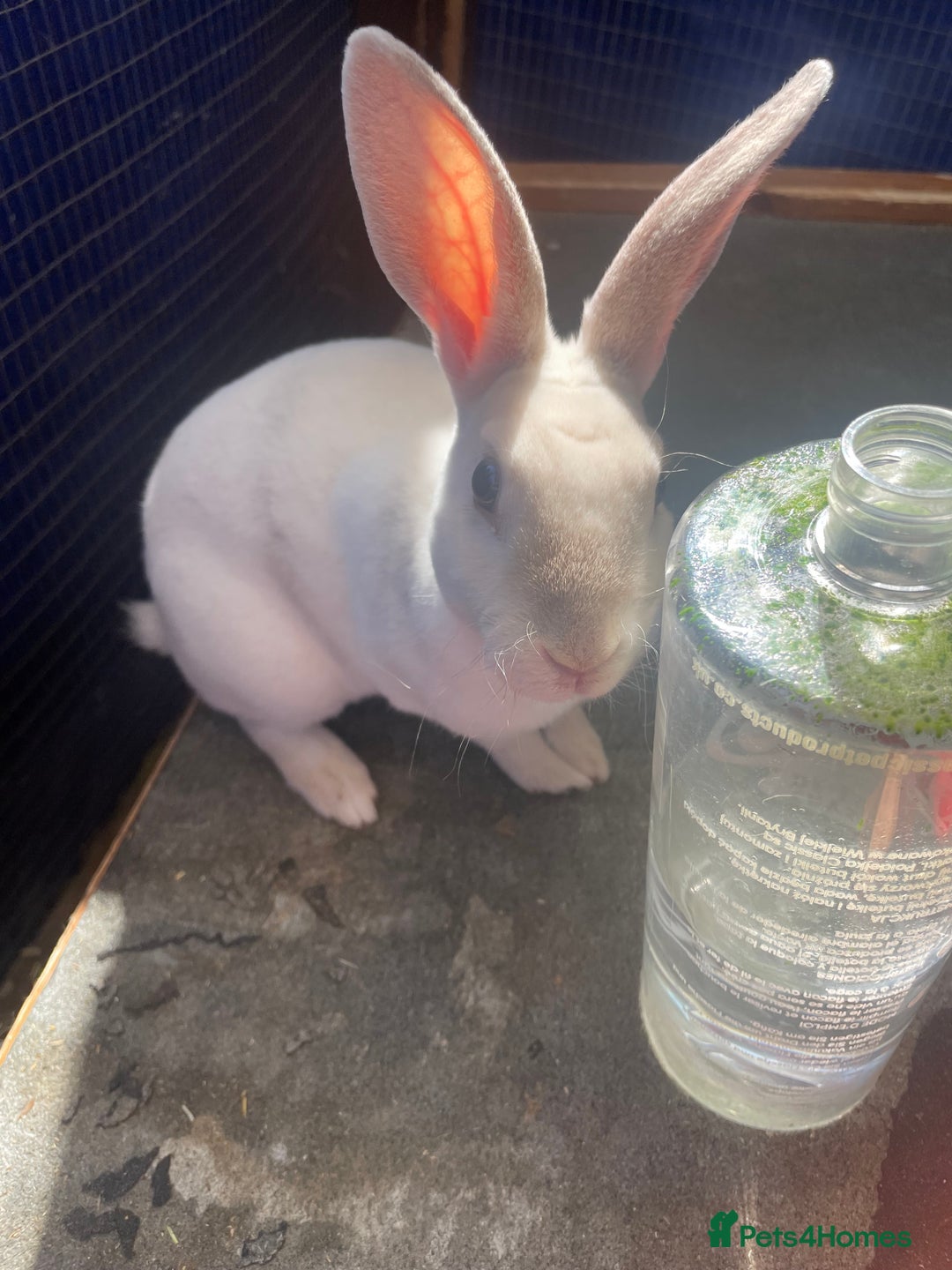 Rex rabbits for sale: Mini Rex READY TO LEAVE NOW  in Kidderminster - Image 8