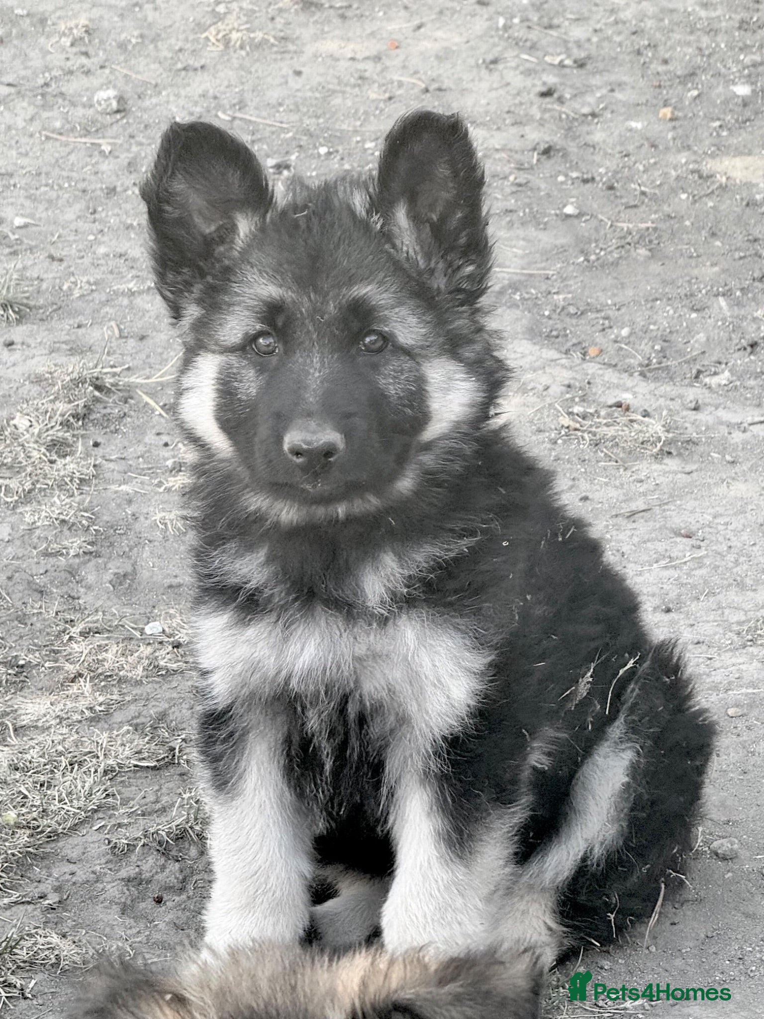 German Shepherd dogs Black and silver female puppy - Advert 11