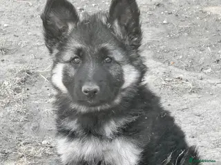 German Shepherd dogs Black and silver female puppy - Advert 1