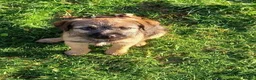 Border Terrier dogs for sale: Border Terrier pup's. - Advert 8