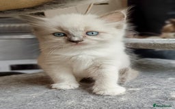 Ragdoll cats for sale: Ragdoll kittens - loving, playful, dog confident - Image 14