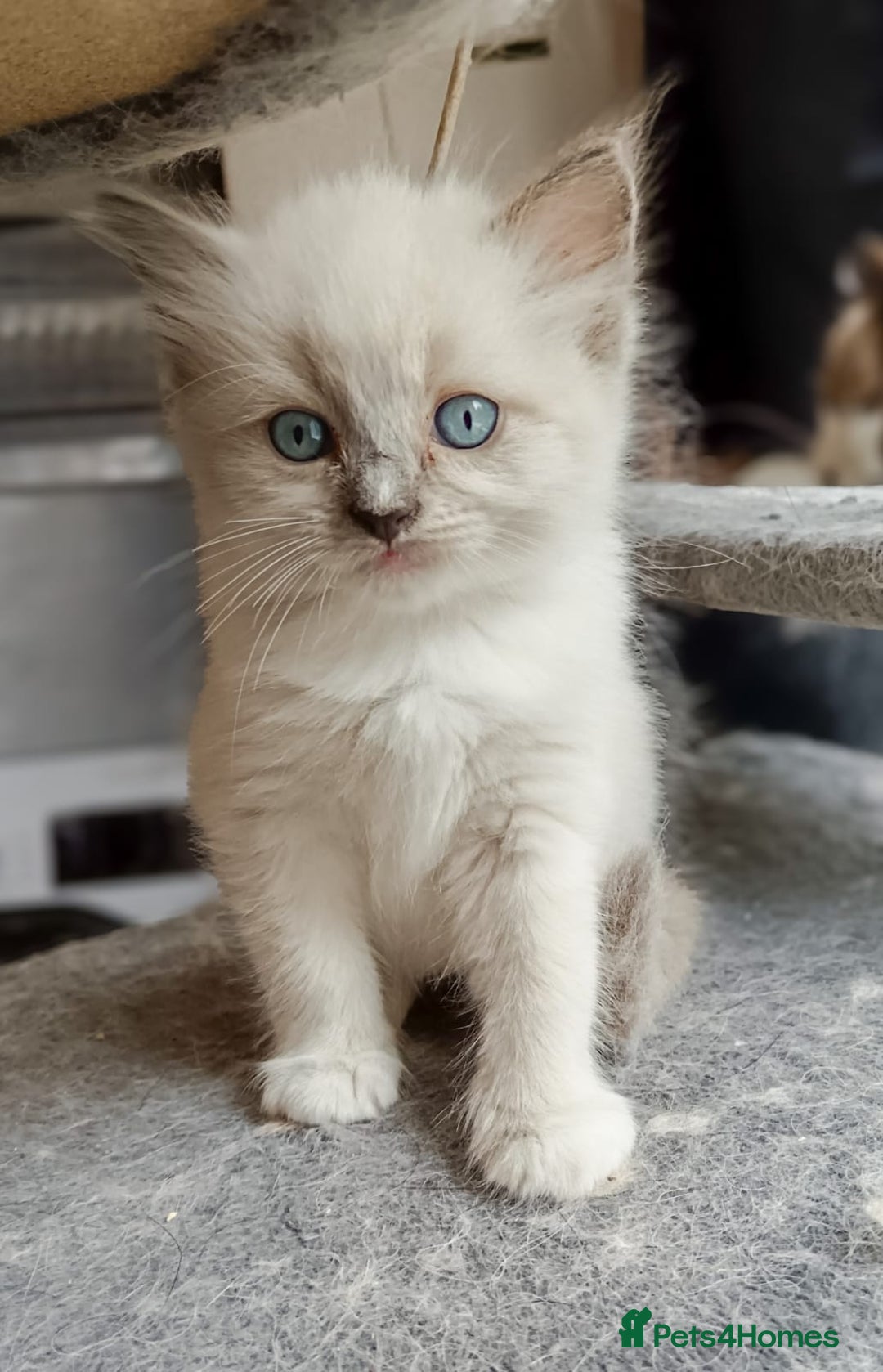 Ragdoll cats for sale: Ragdoll kittens - loving, playful, dog confident - Image 14
