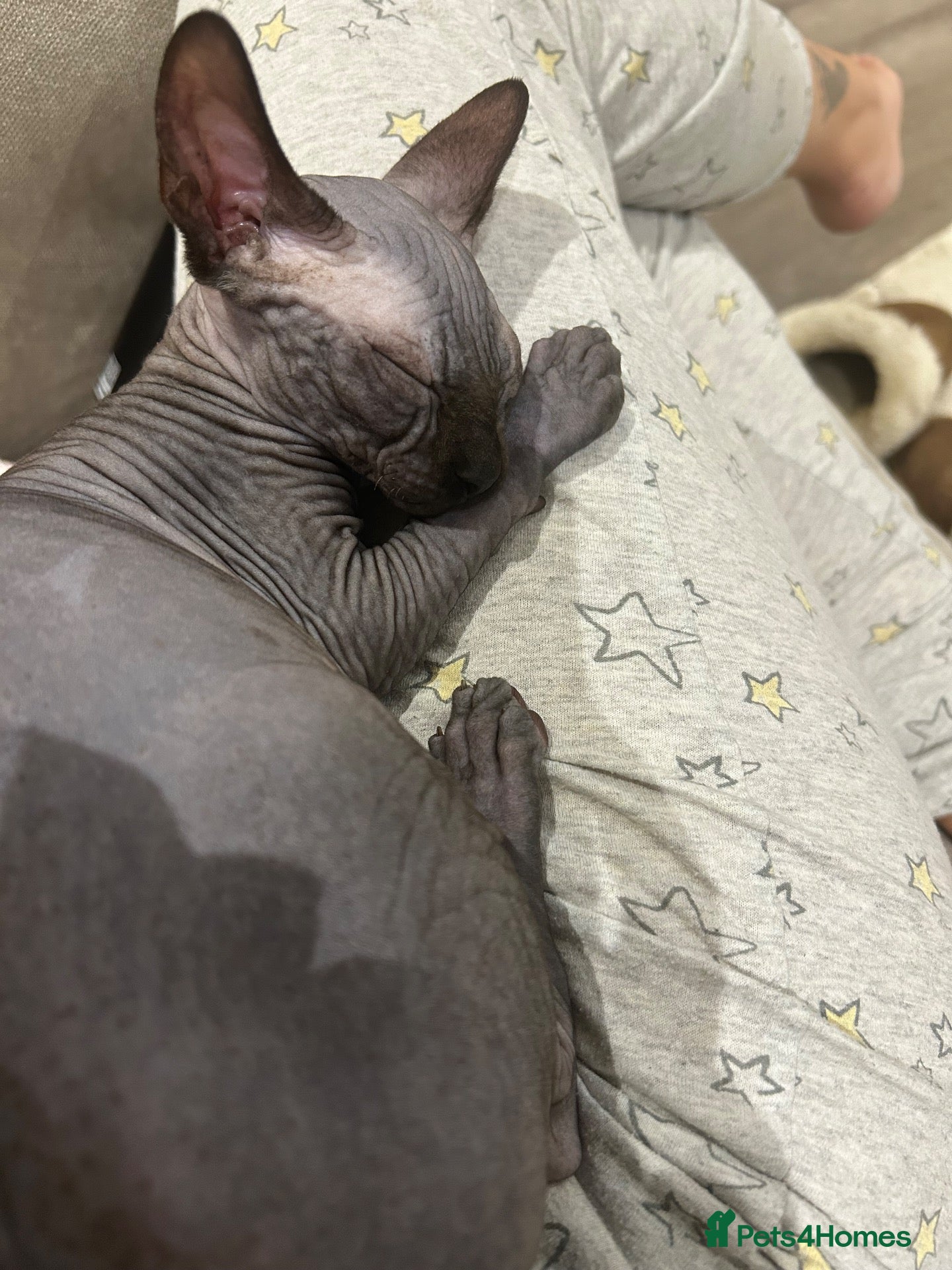 Sphynx cats Gorgeous 18 week old boy sphynx - Advert 2