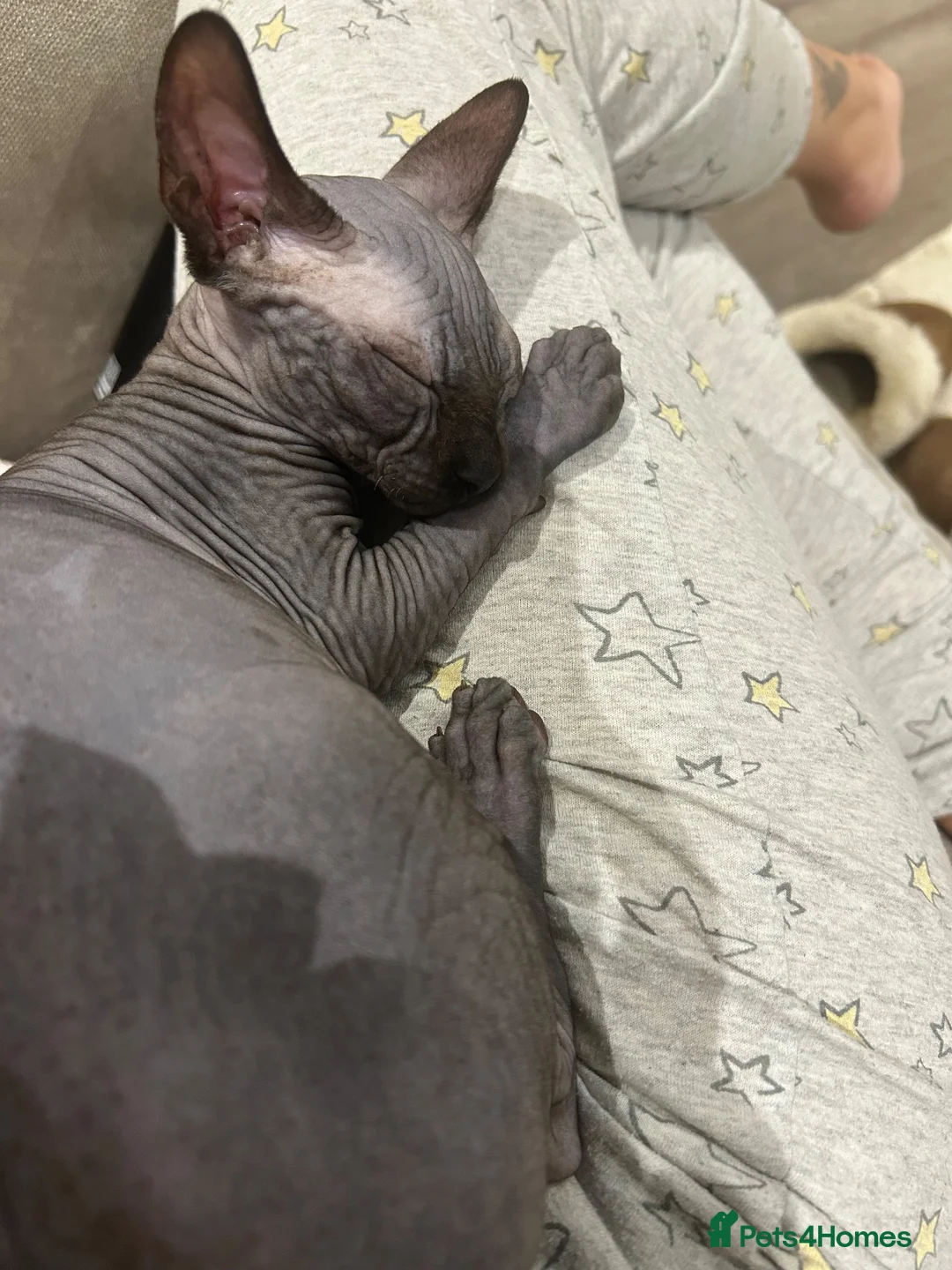 Sphynx cats for sale: Gorgeous 18 week old boy sphynx in Wisbech - Advert 1