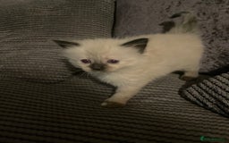 Mixed Breed cats for sale: 3/4 ragdoll kittens available  - Image 14