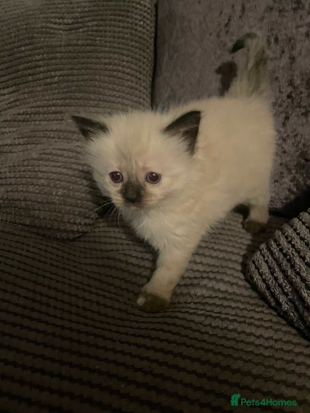 Mixed Breed cats for sale: 3/4 ragdoll kittens available  - Image 14