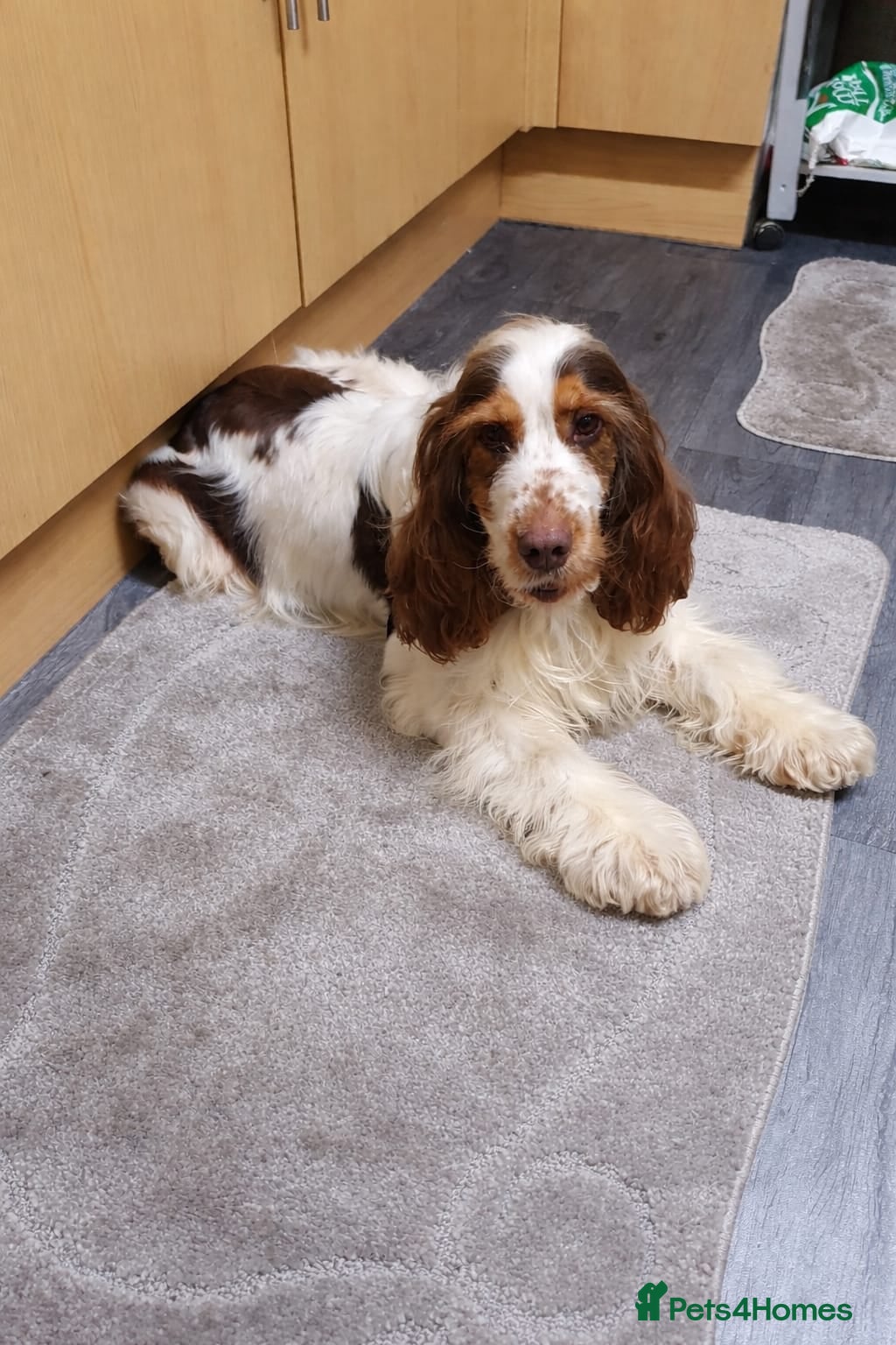 Cocker Spaniel dogs Show cocker Chocolate Roan stud - Advert 1