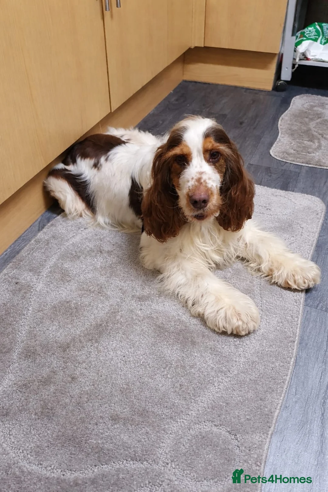 Cocker Spaniel dogs for stud: Show cocker Chocolate Roan stud - Advert 1