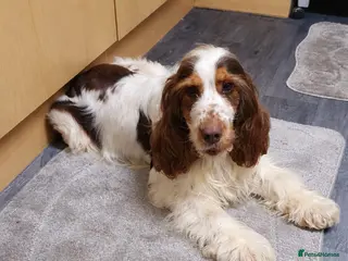 Cocker Spaniel dogs Show cocker Chocolate Roan stud - Advert 1