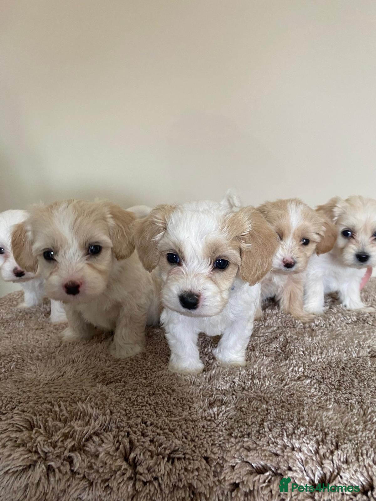 Maltipoo dogs Six beautiful maltipoo puppies - Advert 1