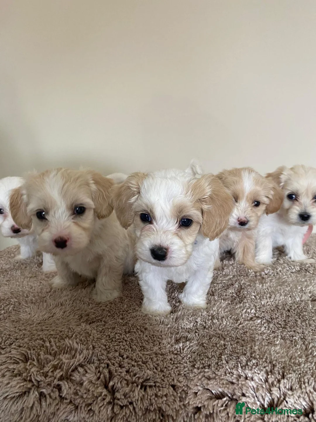 Maltipoo dogs for sale: Six beautiful maltipoo puppies - Advert 1