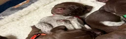 German Shorthaired Pointer dogs for sale: KC registered German Shorthaired Pointers - Advert 20