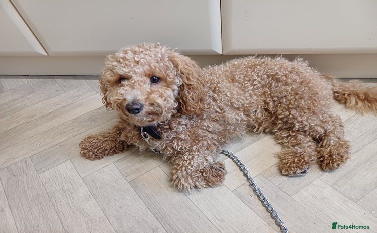 Poochon dogs - Advert 1