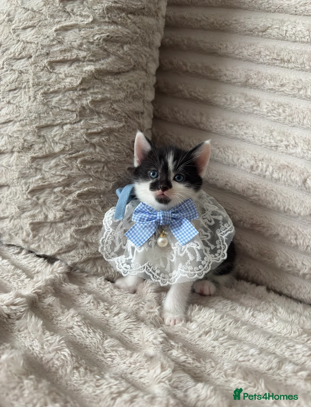 Mixed Breed cats for sale: Sweet kittens are looking for a new home. - Advert 12