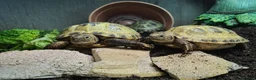 Tortoise reptiles for sale: Baby Horsfield Tortoises and Set Ups! - Advert 3