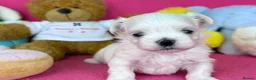 Maltese dogs for sale: Exceptional quality KC reg tiny Maltese  - Advert 16