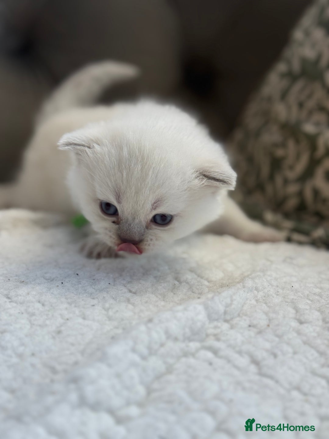 British Shorthair cats for sale: 5 lilac colour point kittens  - Advert 19