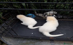 Ferret rodents for sale: Albino kits  - Image 2