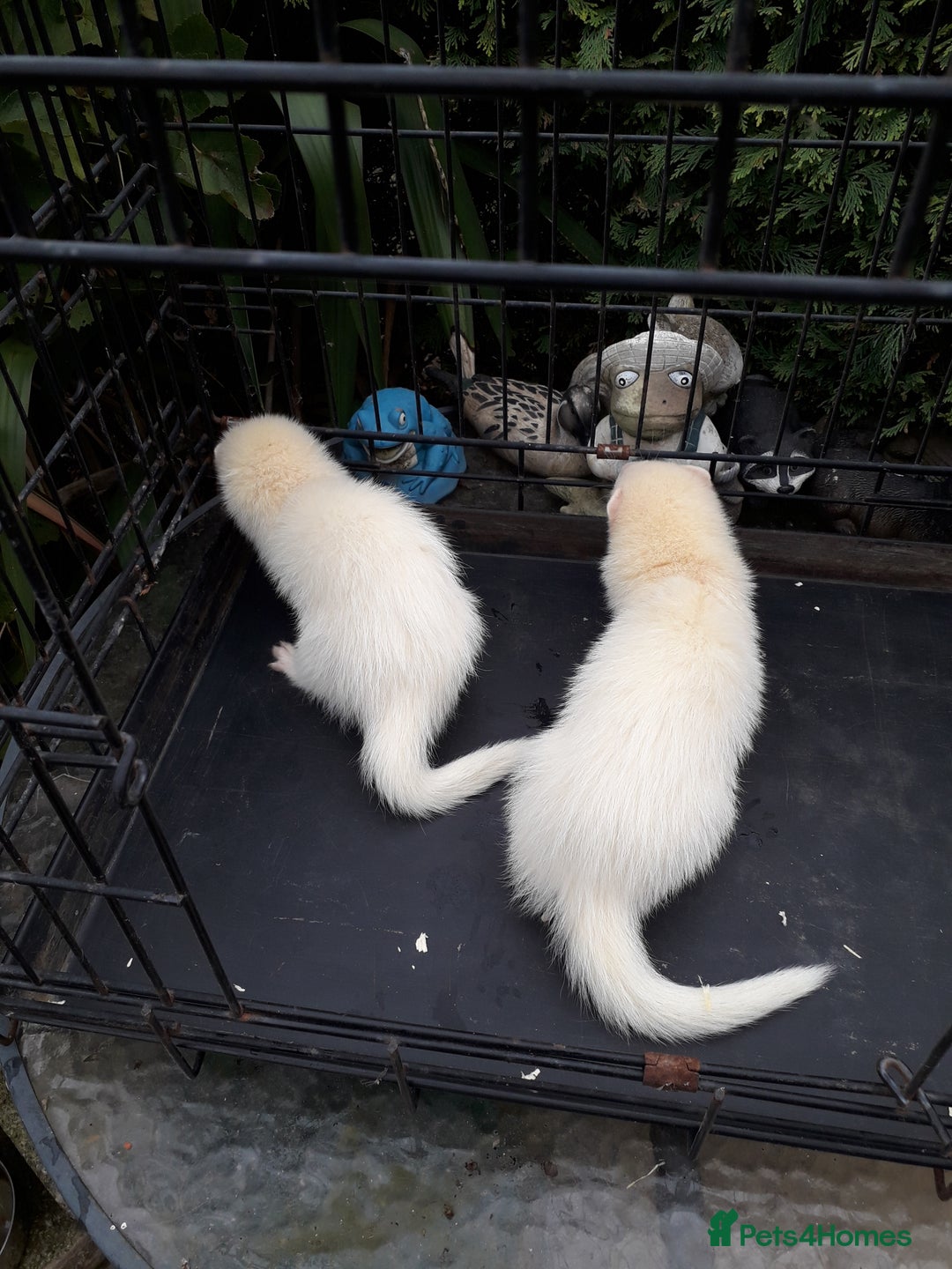 Ferret rodents for sale: Albino kits  - Image 2