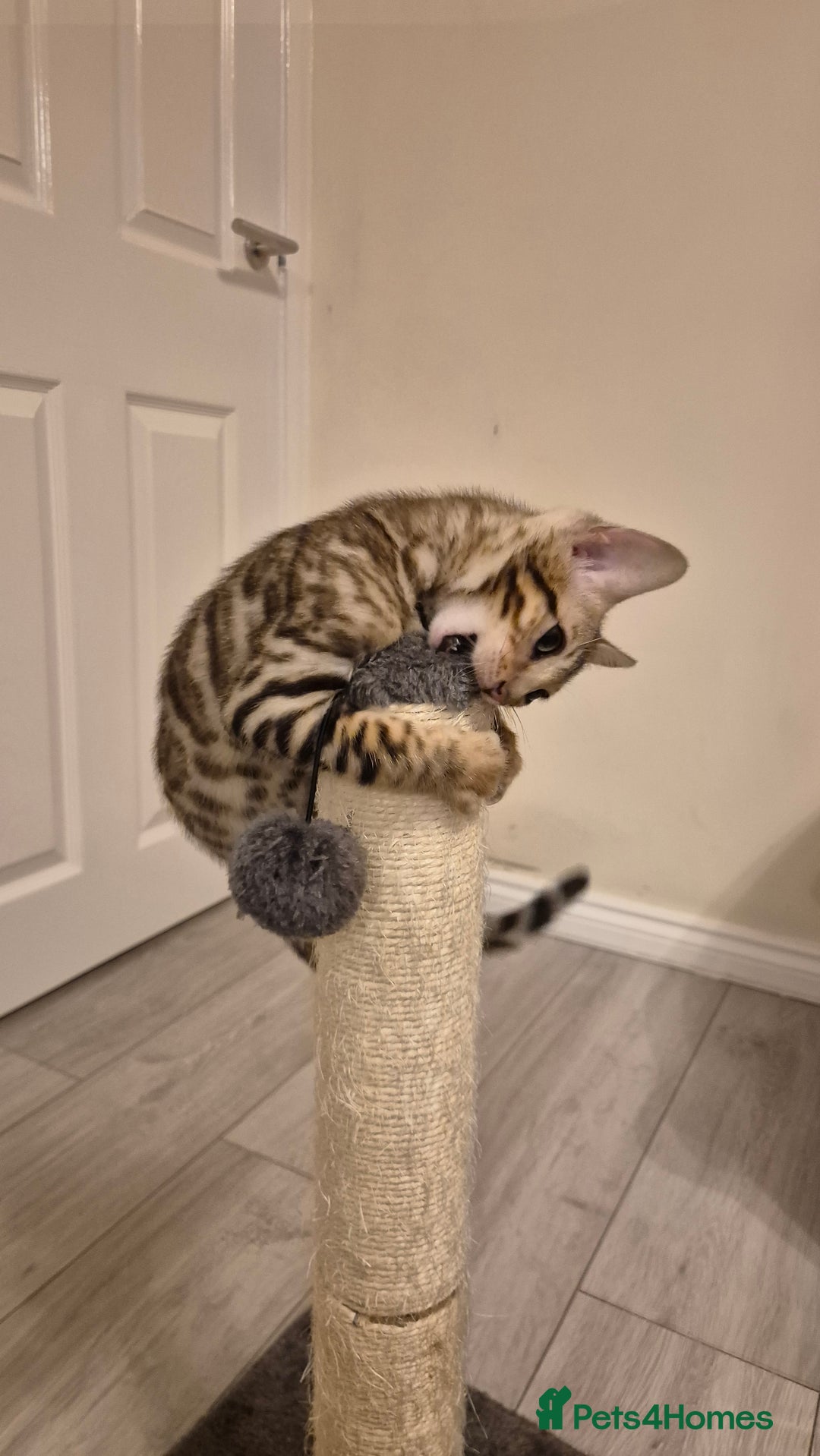 Bengal cats for sale: Beautiful bengal kittens... - Advert 2