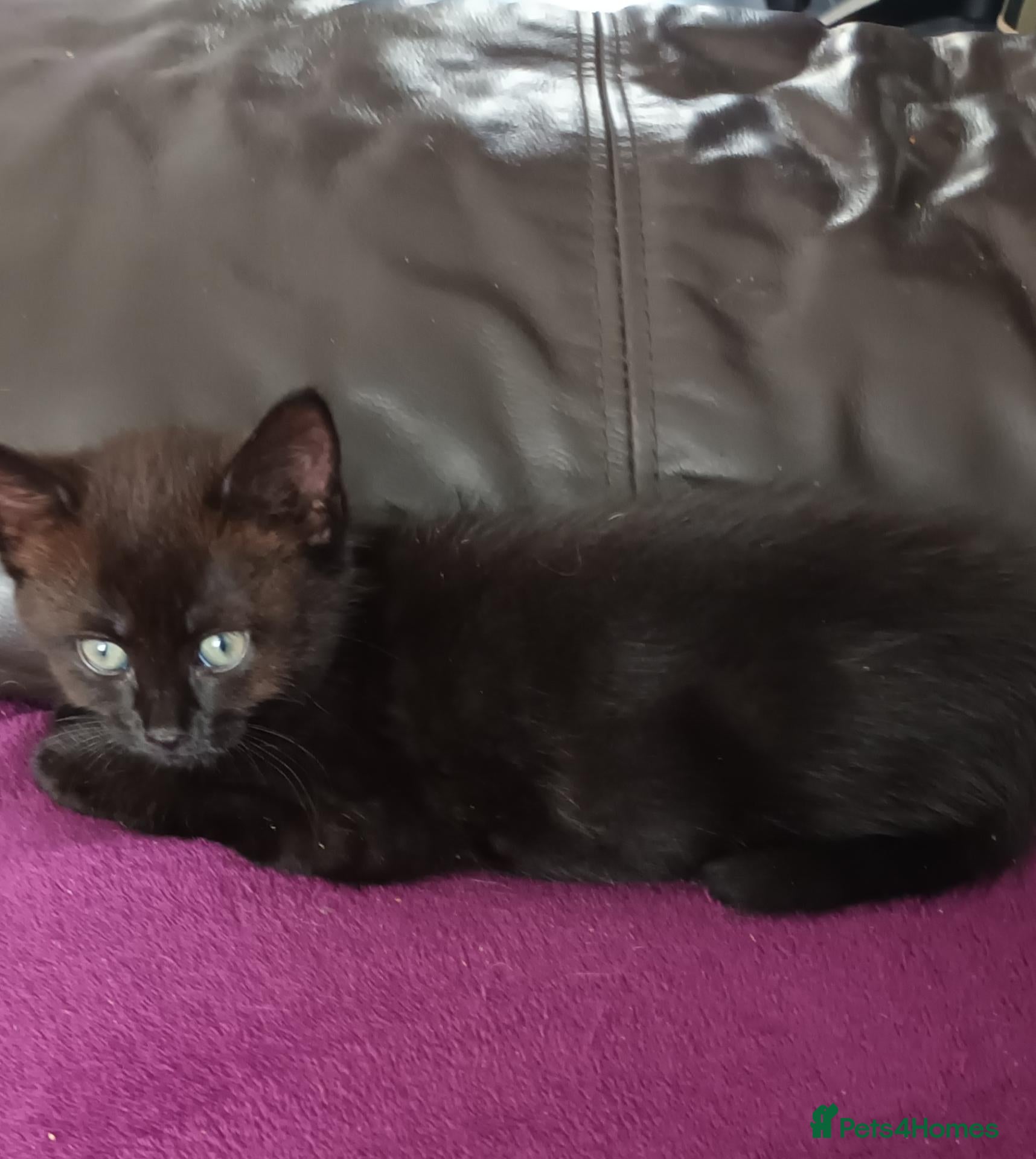 British Shorthair cats British short hair/black ghost tabby - Advert 2