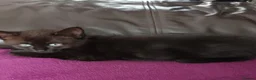 British Shorthair cats for sale: British short hair/black ghost tabby - Advert 6