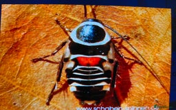 Tarantulas invertebrates for sale: Free Rehoming Service for ALL Invertebrates  - Image 2