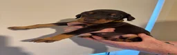 Dobermann dogs for sale: Kc reg health tested Doberman’s price dropped - Advert 13