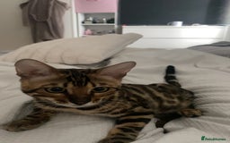 Bengal cats for sale: Beautiful pure bred Bengal boy for sale  - Image 2