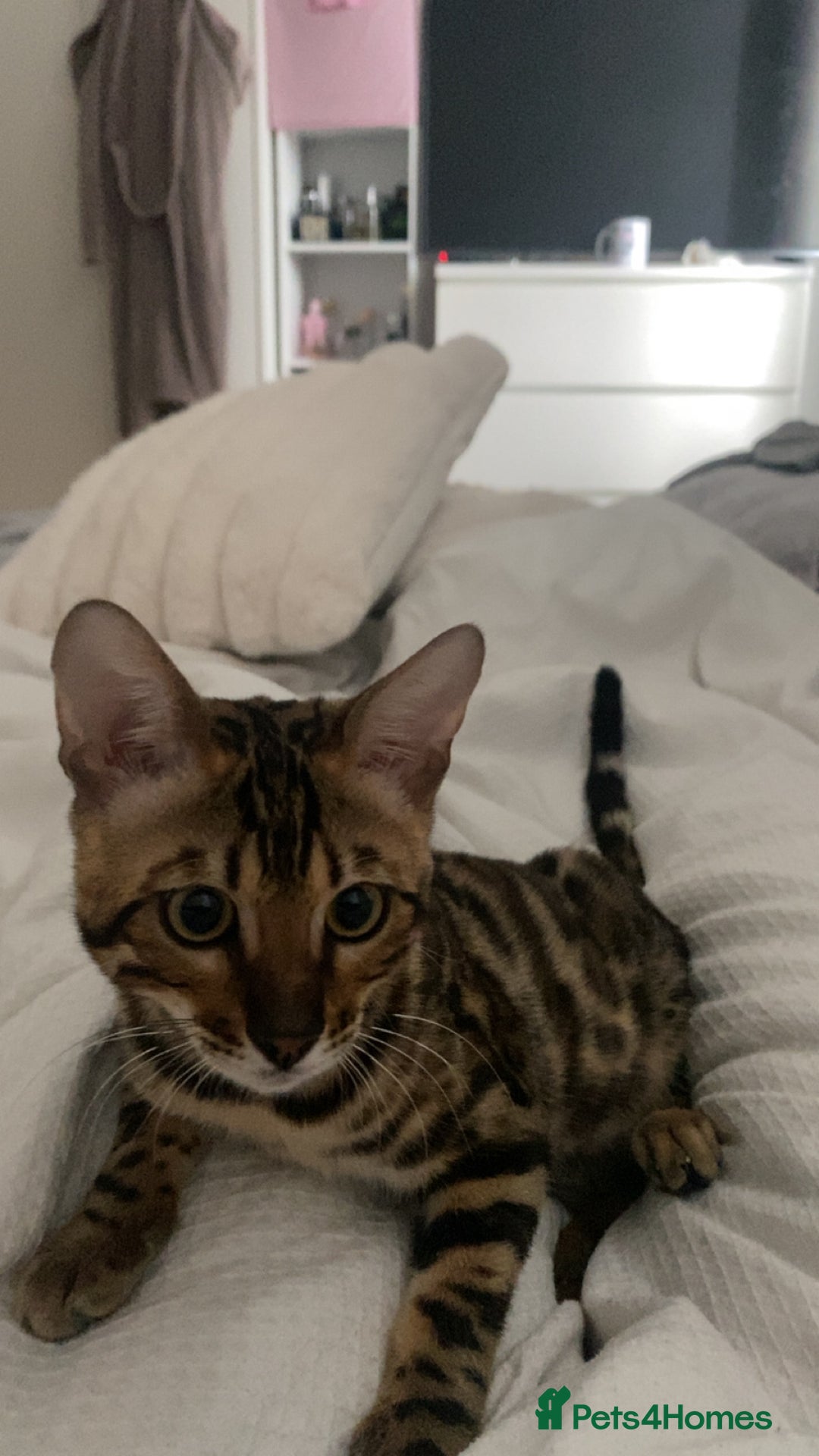 Bengal cats for sale: Beautiful pure bred Bengal boy for sale  - Image 2