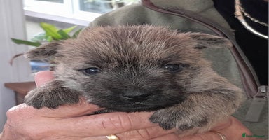 Cairn Terrier dogs - Advert 13