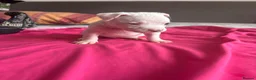 American Bully dogs for sale: Stunning American bully puppies for sale  - Advert 16