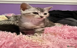 British Shorthair cats for sale: Beautiful British Shorthair Cross Kittens - Image 2