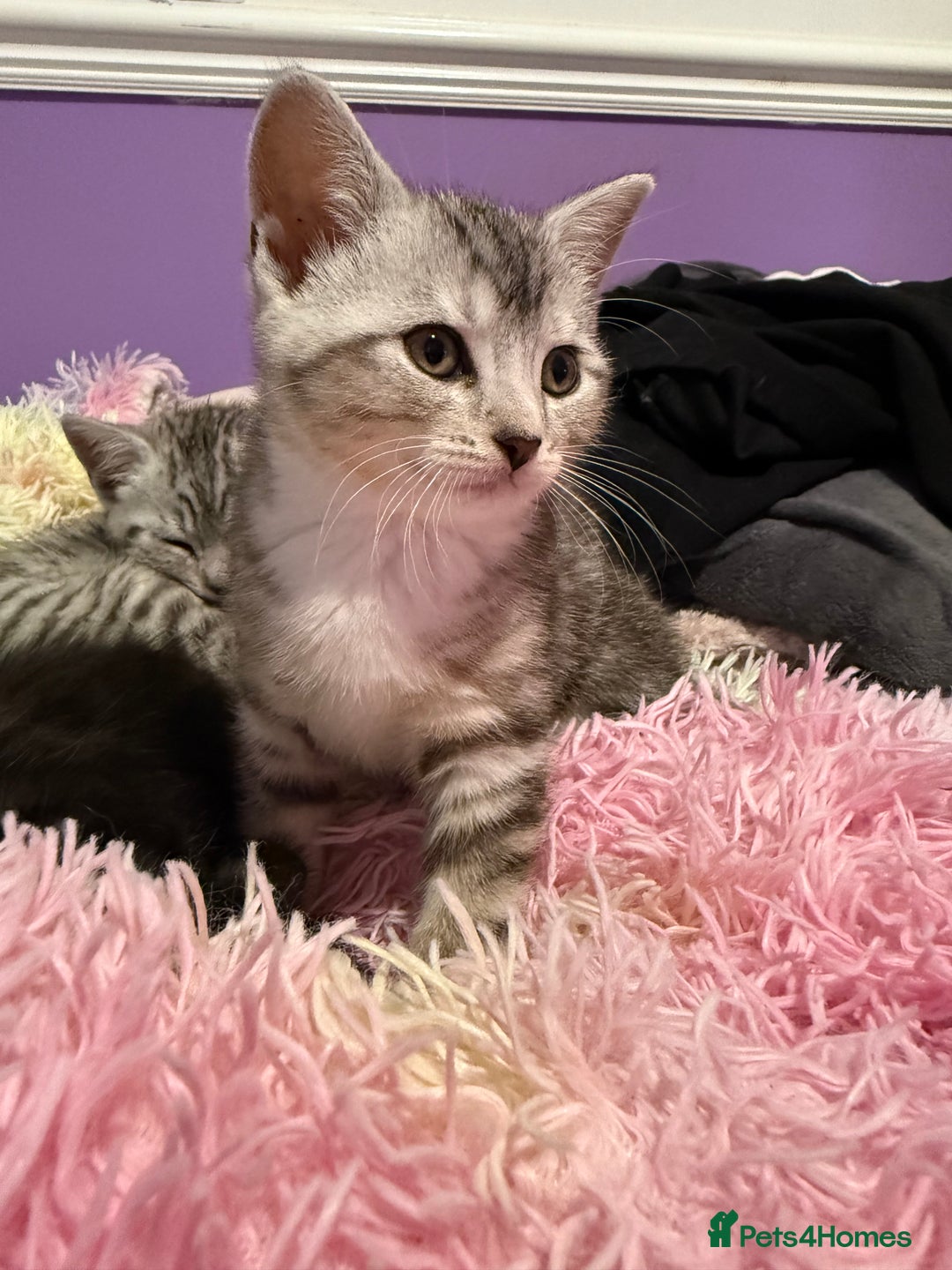 British Shorthair cats for sale: Beautiful British Shorthair Cross Kittens - Image 2