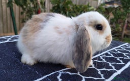 Mini Lop rabbits for sale: Gorgeous Mini lop babies looking for new homes - Image 3