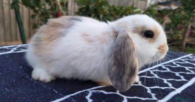 Mini Lop rabbits - Advert 10