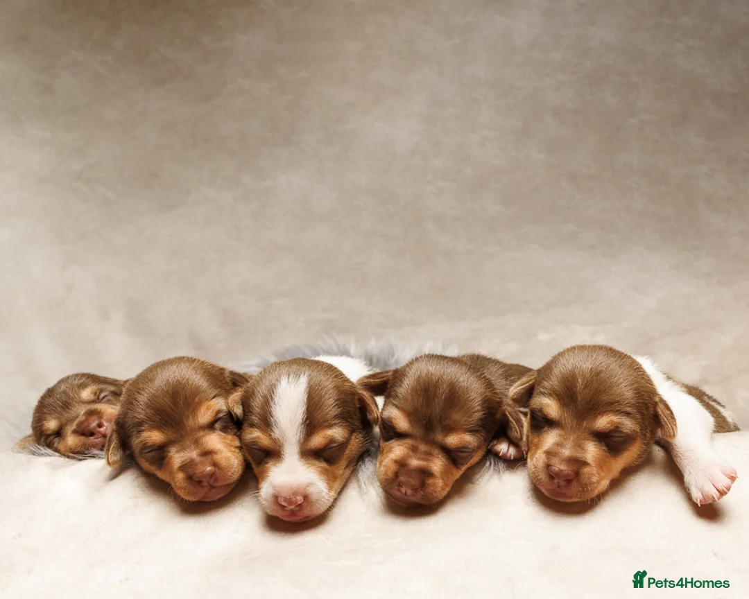 Jack Russell dogs for sale: Small Jack Russell pups  - Advert 2