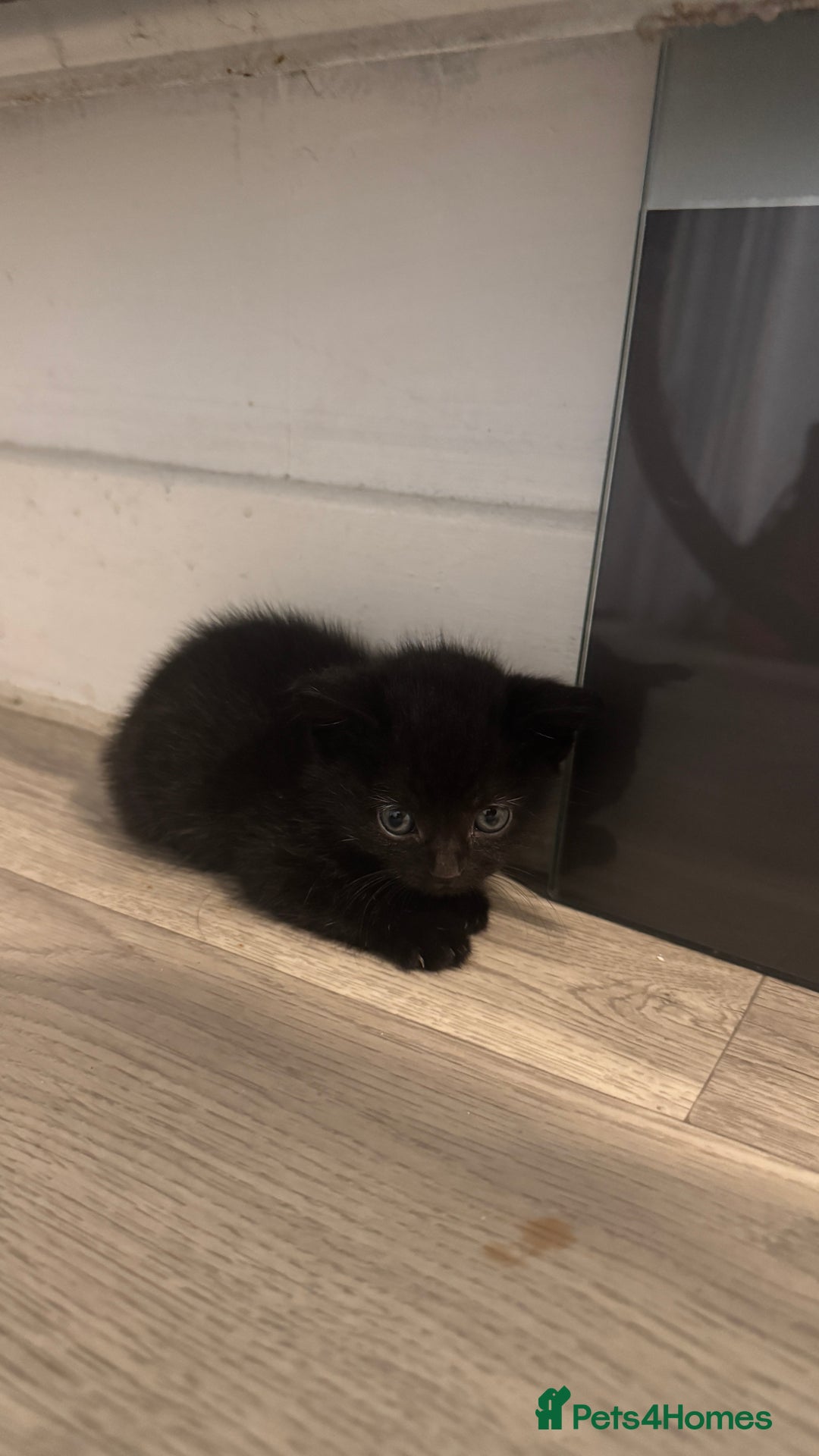 Domestic Shorthair cats for sale: 6 beautiful mixed breed kittens - Advert 7