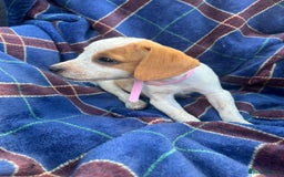 Beagle dogs for sale: Gorgeous beagle pups - Ready Now - Image 5