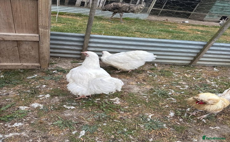 Chickens poultry - Advert 2
