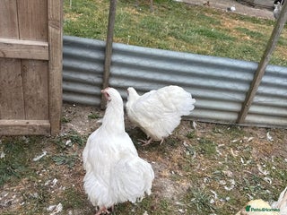 Chickens poultry - Advert 8