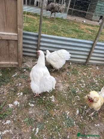 Chickens poultry - Advert 3