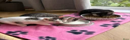 Mixed Breed cats for sale: Lovely 4 Kittens Ready To Collect From Today!!😻 in Wellingborough - Advert 26