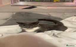 Bengal cats for sale: mittens  - Image 1