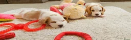 Beagle dogs for sale: Stunning KC Registered Beagle Pups- Ready 24.08.26 in Thirsk - Advert 13