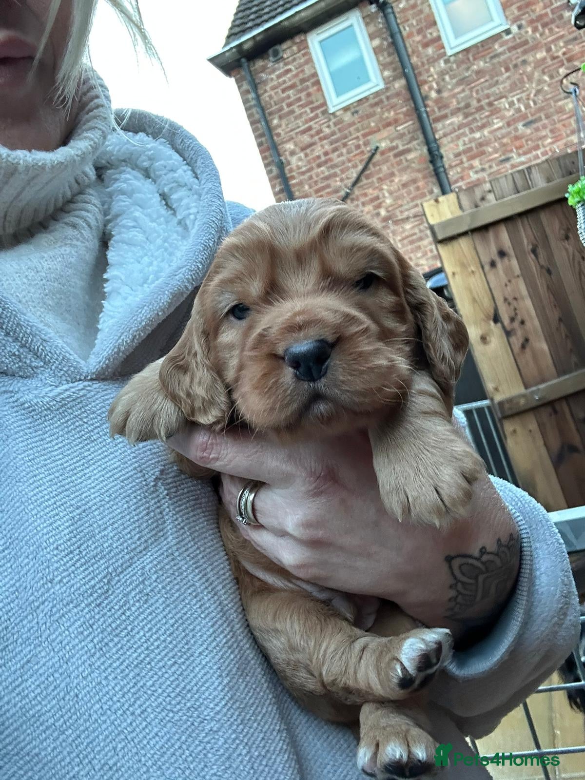 Cocker Spaniel dogs Stunning cocker spaniel puppies  - Advert 1