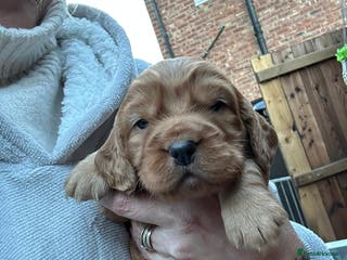 Cocker Spaniel dogs Stunning cocker spaniel puppies - Advert 1