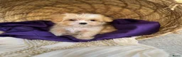 Yorkshire Terrier dogs for sale: BEAUTIFUL GOLDDUST YORKSHIRE TERRIER PUPPIES - Advert 10